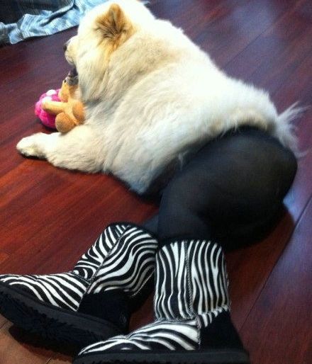 Dog wearing pantyhose and zebra-striped boots