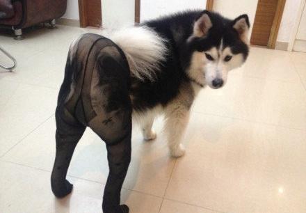 Dog standing and wearing pantyhose
