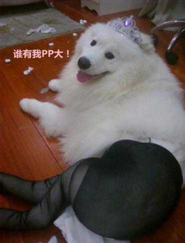 Dog wearing pantyhose and a tiara
