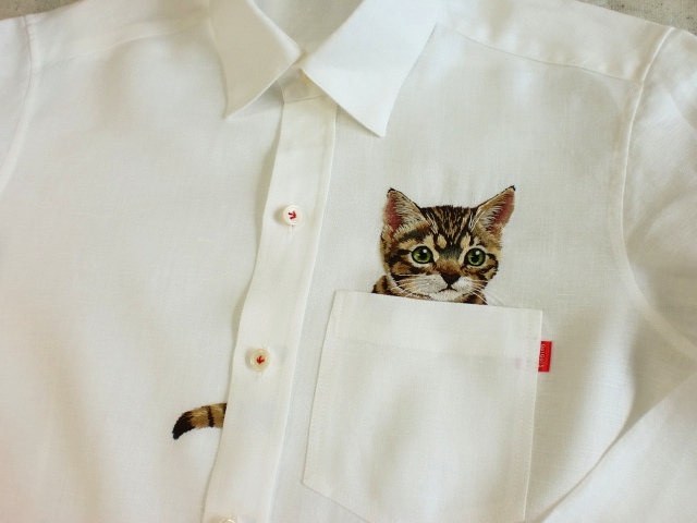 Kitten in shirt pocket